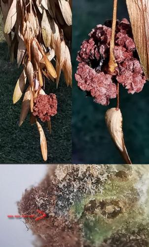 Aceria fraxinivora